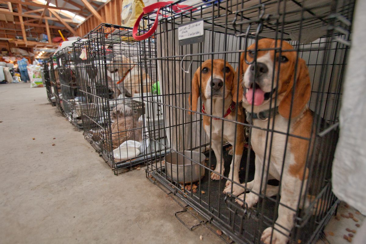 Animal shelters near me looking 2024 for volunteers